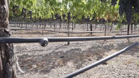 A-static-shot-of-drip-lines-watering-grape-vines-in-Napa-ca