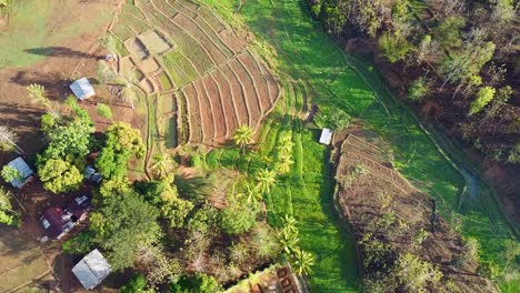 Luftdrohnenansicht-Von-üppigem,-Grünem-Reisfeld,-Fischteich-Und-Landwirtschaftlicher-Landschaft-Von-Oben-Auf-Der-Tropischen-Insel-Osttimor,-Südostasien