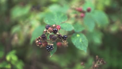 Wild-blackberries-bouncing-in-the-wind,-close-shot,-slow-motion