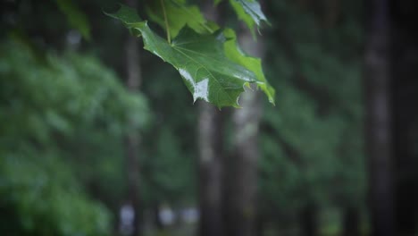 Dewy-leaf-with-rain-running-down-it