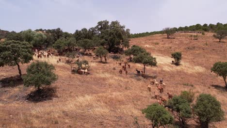 Goats-herding-on-dry-grass-slopes,-Alentejo-landscape