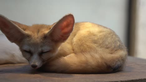 Exotic-fennec-fox,-vulpes-zerda,-small-crepuscular-fox-with-nocturnal-habitat,-curled-up-and-sleeping-on-a-platform-in-an-enclosed-environment-with-hanging-lamp-imitating-the-sunlight-and-the-heat