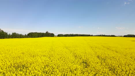 Drone-Flying-Over-Canola-Filed-Towards-The-Left
