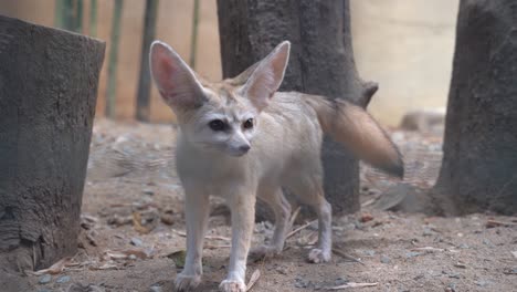 Camera-peeking-through-the-cage-capturing-an-curious-exotic-fennec-fox,-vulpes-zerda-wondering-around-its-surrounding-environment-at-Langkawi-wildlife-park,-Malaysia