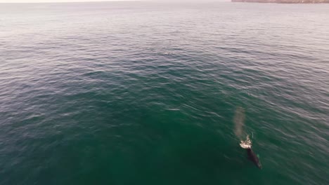 Aerial-4k30fps-Follow-shot-semi-static-of-whales-in-the-ocean