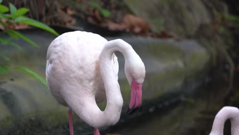 Pink-exotic-greater-flamingo,-phoenicopterus-roseus-in-its-habitat,-standing-and-walking-around-the-pond-at-langkawi-wildlife-park,-wildlife-handheld-motion-close-up-shot