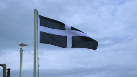 Saint-Piran-flag-blowing-in-wind-Cornwall-with-seagull-in-background