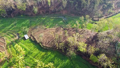 Birds-eye-view-of-unique-terraced-gardening-and-rice-paddy-landscape,-aerial-drone-view-of-transformed-terrain-into-subsistence-farming-and-food-production
