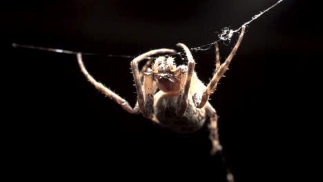 A-large-orb-spider-is-hanging-from-its-web-waiting-for-the-right-moment-to-catch-small-prey-in-dark