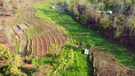 Aerial-drone-lowering-over-transformed,-unique-gardening,-fish-pond-and-rice-paddy-farming-landscape-in-rural-countryside-of-East-Timor,-South-East-Asia