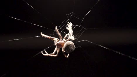 Eine-Weiße-Spinne-Erzeugt-Komplizierte-Oder-Schöne-Muster-In-Ihren-Netzen,-Um-Insekten-Zum-Fressen-Zu-Fangen