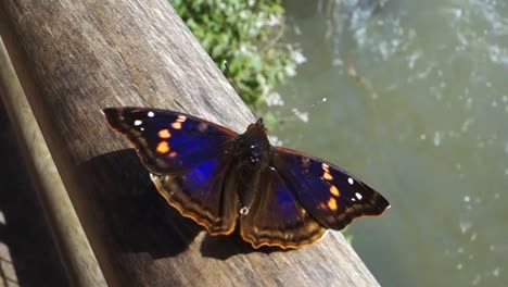 Doxocopa-agathina,-the-agathina-emperor-or-purple-emperor-Butterfly