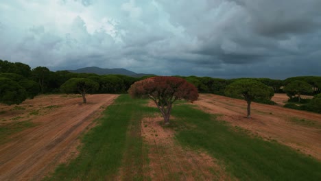 Cinematic-aerial-drone-flight-of-Pine-tree-forest-in-Maremma-National-Park-in-Tuscany,-Italy