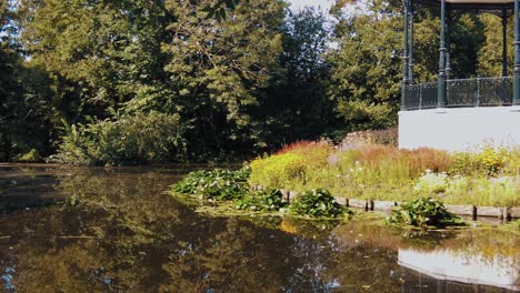 Seerosen-Im-Teich-In-Der-Nähe-Der-Musikkuppel-In-Amsterdam-Vondelpark-Niederlande