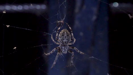 A-large-orb-weaver-spider-with-mottled-markings-across-its-back-is-hanging-from-its-web-and-looking-for-the-prey-in-the-dark