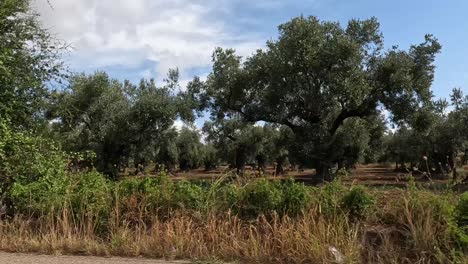 An-Einem-Schönen-Sommertag-An-Einer-Olivenbaumplantage-In-Süditalien-Vorbeifahren