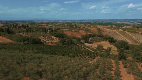 Olive-field-aerial-drone-at-Val-d'Orcia-and-Pienza,-famous-nature-valley-and-medieval-Tuscany-town-near-iconic-Florence,-Italy,-close-to-Chianti-wine-vinery-area,-seen-from-above