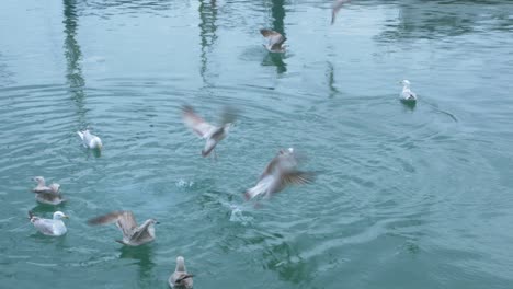 Seagulls-attack-fish-in-water-in-Cornwall