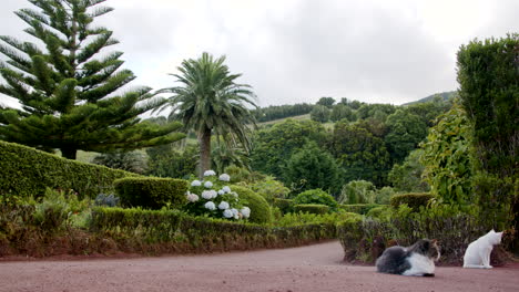 Lindos-Gatos-Relajándose-En-El-Mirador-De-Las-Azores-Con-Hermosa-Vegetación