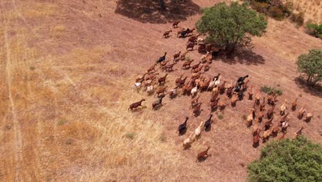 Aerial-Topdown-follow-group-of-Goats-graze-dry-plain-field-with-cork-trees,-Alentejo