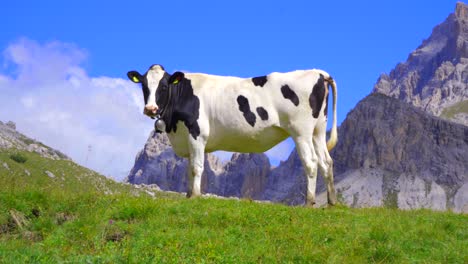 A-black-and-white-cow-wearing-a-cowbell-looks-toward-camera,-standing-in-an-Alpine-mountain-meadow-in-the-Dolomites,-Italy