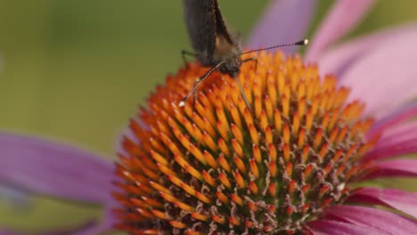 Ein-Kleiner-Fuchsschmetterling-Ernährt-Sich-Von-Echinacea-Purpurea-2