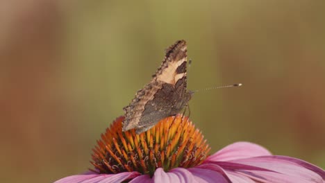 Una-Pequeña-Mariposa-De-Carey-Se-Alimenta-De-Echinacea-Purpurea-1