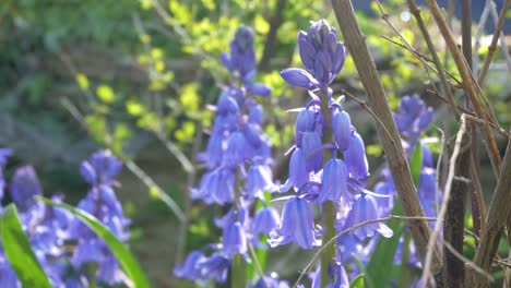 Bluebells-in-English-garden-through-dappled-sunlight
