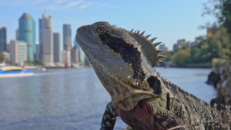 A-water-dragon-on-the-banks-of-the-river-watches-a-city-ferry-go-past