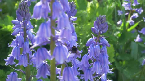 Bee-pollinating-bluebells-in-English-garden-through-dappled-sunlight