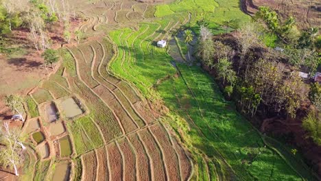 Flyover-transformed-environmental-landscape-of-farmed-agricultural-land-of-rice-paddies,-gardens-and-fish-ponds-in-remote,-rural-countryside,-Timor-Leste,-aerial-drone-view-of-farming-land