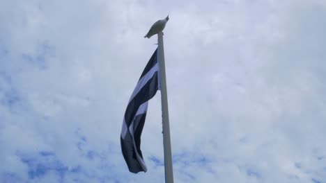 Saint-Piran-flag-blowing-in-wind-Cornwall-with-seagull-in-background-2