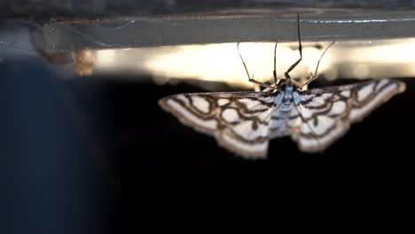 A-moth-with-an-exquisite-design-on-its-wing-is-sitting-on-the-light