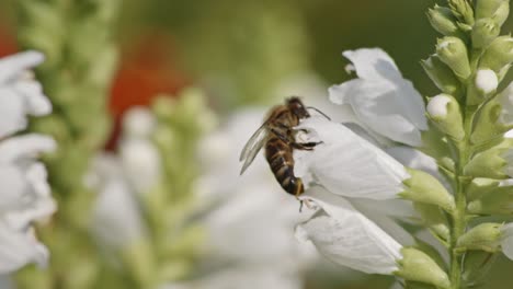 Nahaufnahme-Einer-Biene,-Eingetaucht-In-Eine-Weiße-Blume