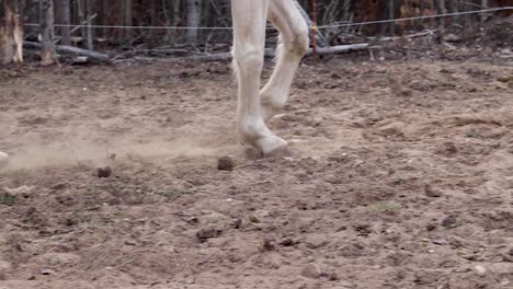 Horses-legs-working-through-sand