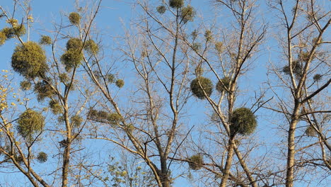 Mistletoe--on-a-tree-with-blue-sky
