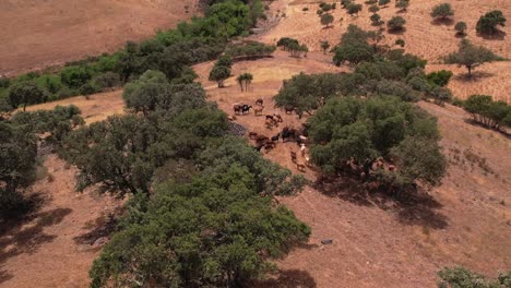 Topdown-view-Goats-herding-among-cork-trees-in-portuguese-plain,-Aerial-orbiting