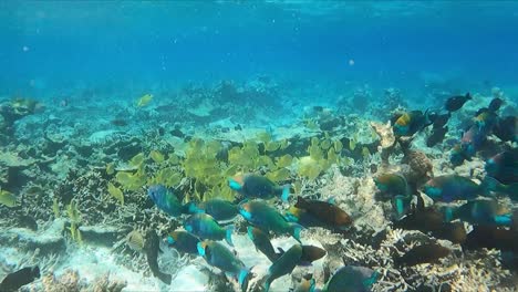 Schools-of-blue-and-yellow-tropical-fish-swimming-by-reef-in-shallow-water