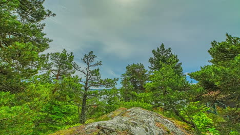 Hyper-lapse-of-a-tranquil-green-forest-while-clouds-are-moving