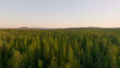 Aerial-View-Of-Lush-Green-Spruce-Forest-With-Midnight-Sky-In-Lapland,-Sweden