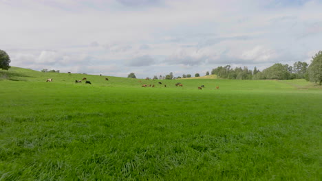 Domestic-Cattle-Herd-Grazing-On-Pasture-With-Green-Grass-At-Daylight