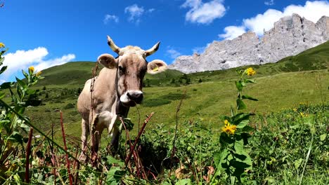 Vaca-Suiza-En-La-Montaña