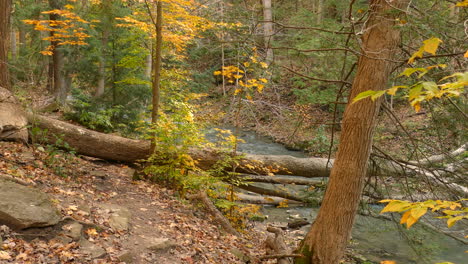 Schwenkaufnahme-Eines-Friedlichen-Flusses,-Der-Entlang-Eines-Herbstlichen-Lebendigen-Waldes-Fließt,-Wildnislandschaft