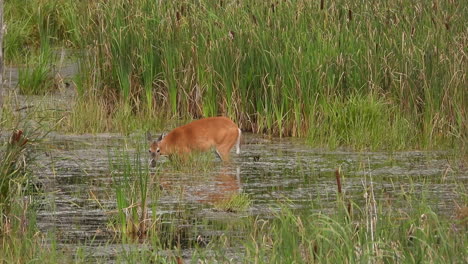Young-Bambi-deer-in-a-water-swamp-drinking-and-eating