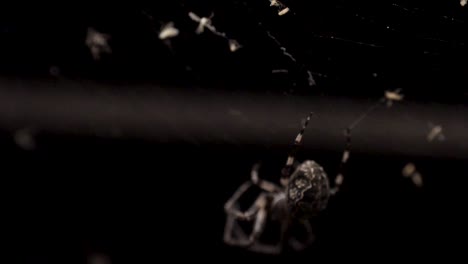 Zahlreiche-Insekten-Werden-Im-Netz-Gefangen,-Darunter-Eine-Mücke,-Und-Eine-Große-Kugelspinne-Klettert-Das-Spinnennetz-Hinunter