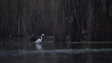 Great-White--Egret-in-marsh
