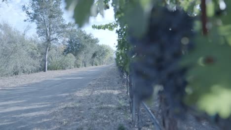 An-up-close-shot-of-grapes-in-a-long-row-of-vineyards