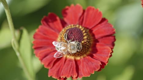 Nahaufnahme-Einer-Wilden-Biene,-Die-Eine-Blume-Bestäubt-Und-Nektar-Isst