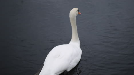 Un-Cisne-Nadando-Con-Patos-En-Un-Lago-Oscuro
