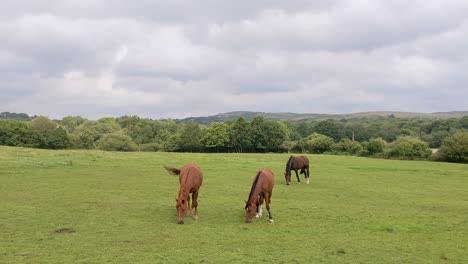 Pferde-Grasen-Auf-Dem-Feld-Mit-Dramatischem-Berghintergrund-In-Brecon-Beacons-Wales-UK-4k